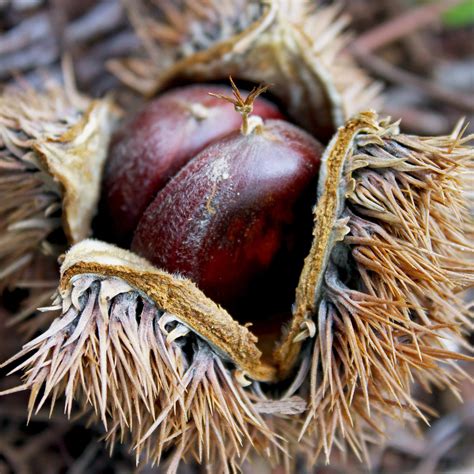 Chinese Chestnut – Green Thumbs Garden