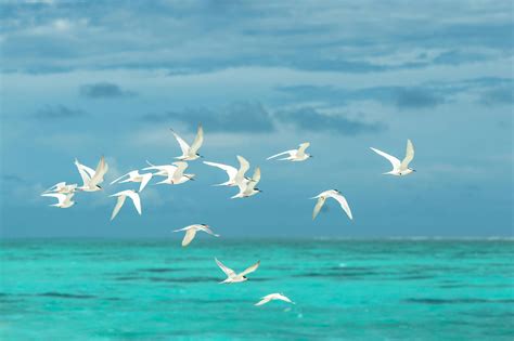 Flock of White Seagulls Flying over the Large Body of Water · Free Stock Photo