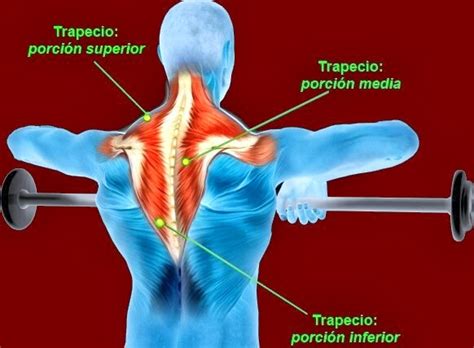 El blog de Francisco Gilo: El músculo Trapecio