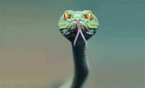 wallpaper snake, face, tongue HD : Widescreen : High Definition ...