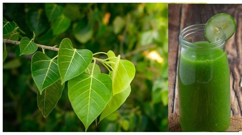 Peepal Leaf Juice Health Benefits in hindi | Peepal Leaf Benefits: सेहत के लिए वरदान हैं पीपल के ...