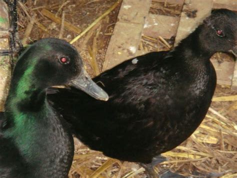 Do I have call ducks or black east indies? *** Pictures*** | BackYard ...