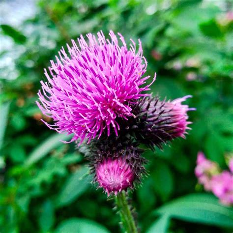 Burdock Seeds - Great Burdock Herb Seeds