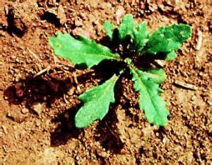 Common Groundsel