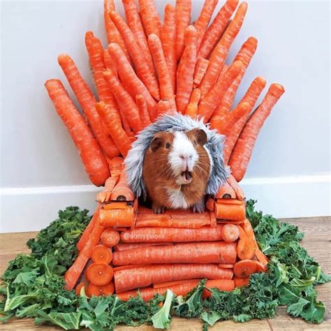 Getting ready for tonight like - Imgur | Guinea pigs funny, Pet guinea pigs, Cute guinea pigs