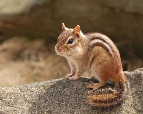 Chipmunks Animals | Facts & Latest Pictures | The Wildlife