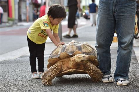 big turtle pet - Google Search | Tortoise as pets, Big turtle, Tortoise