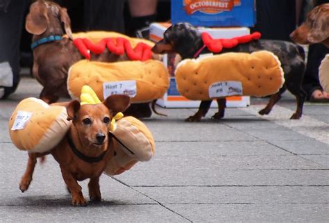 The Seventh Annual Running of the Wieners – Oktoberfest in Cincinnati | Dachshund races, Weiner ...