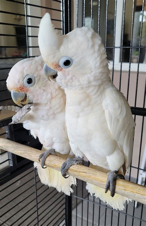 Goffins Cockatoo | Feather Headz Aviary