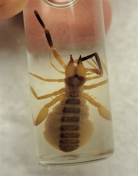 Solifugae sp - BioQuipBugs