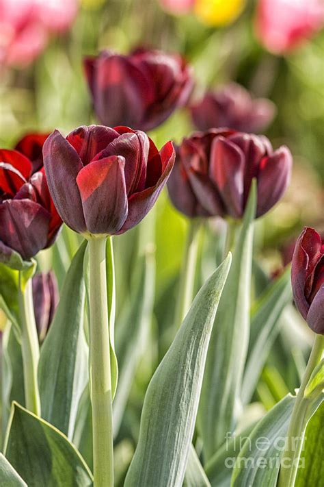 Dark red tulips Photograph by Patricia Hofmeester | Fine Art America