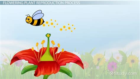 24 1 Reproduction In Flowering Plants Worksheet Answers | Best Flower Site