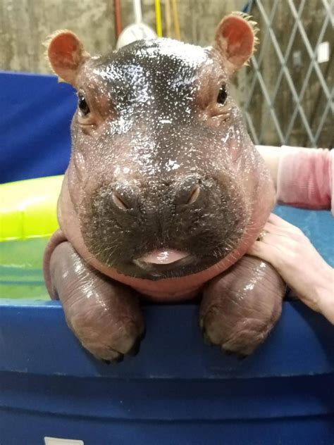 Baby Hippo Fiona's blep - Cincy Zoo and Botanical Garden : r/aww