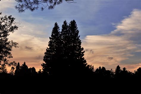 2736x1824 resolution | silhouette of trees, Trees, Dark, Sky HD ...