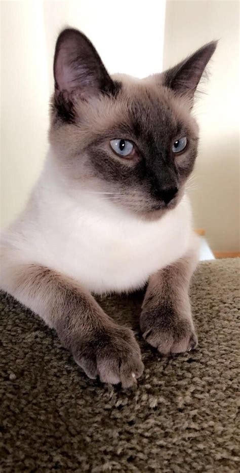 Persian Siamese Cat Breeds - Pets Lovers