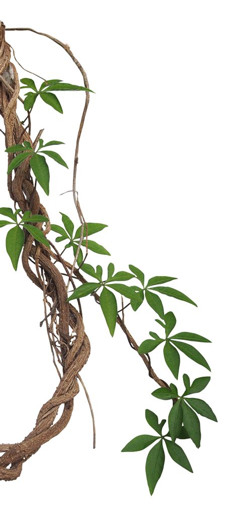 Download Tropical Photography Vine Liana Jungle Rainforest Stock Clipart PNG Free | FreePngClipart