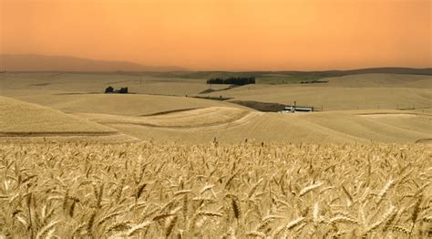 Palouse Wheat Harvest With Golden Sunset Stock Photo - Download Image Now - iStock