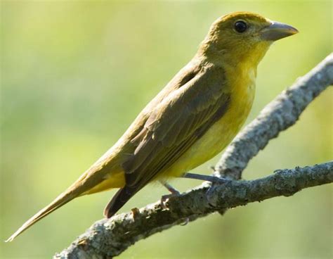 Summer Tanager | Missouri Department of Conservation
