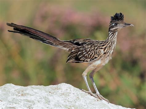 Where do Roadrunners live? Can roadrunner birds fly? (Geococcyx)