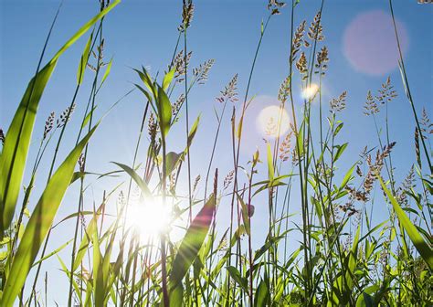 Sunlight Through Grass by Darryl Leniuk