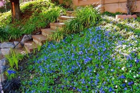 Gardening With Periwinkle Ground Cover Plants | 1000 | Ground cover ...