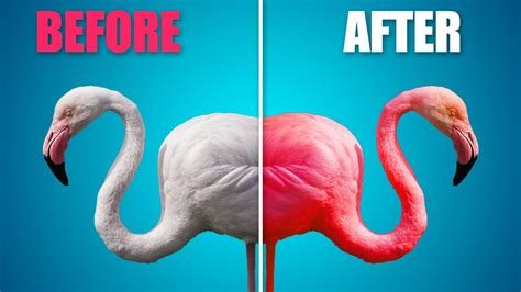 Why are Flamingos Pink? And Other True Facts About Flamingos - YouTube