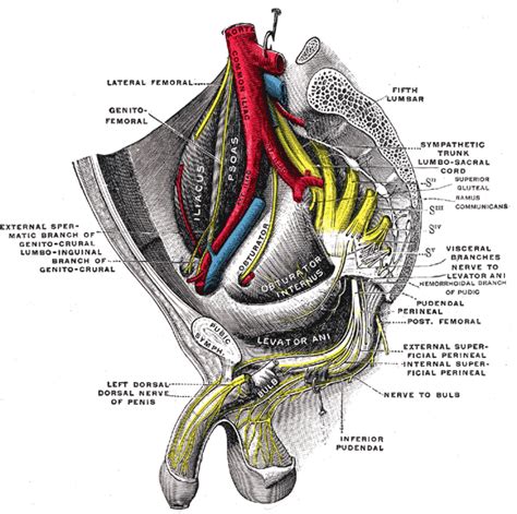 SACRAL MONITORING