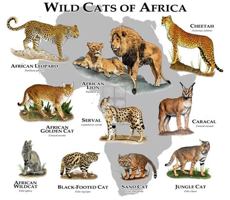 Wild Cats of Africa Poster Print | Etsy