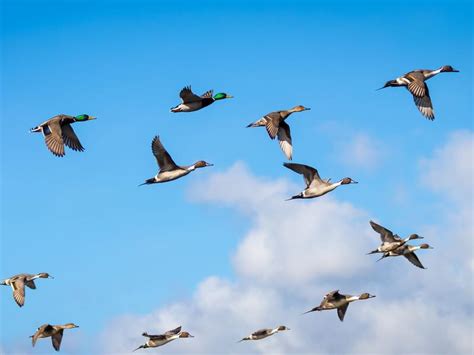 Do Ducks Migrate (All You Need To Know) | Birdfact