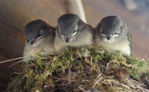 Things with Wings: Crowded Eastern Phoebe Nest