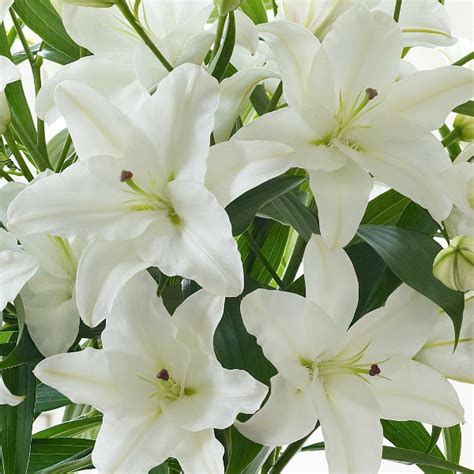 White oriental lilies bouquet, Katie Peckett, Sheffield florist