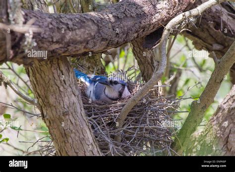 A Blue jay protects her nest from predation Stock Photo - Alamy