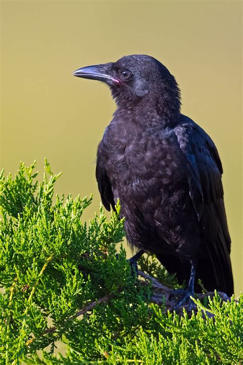 Fish Crow | Audubon Field Guide