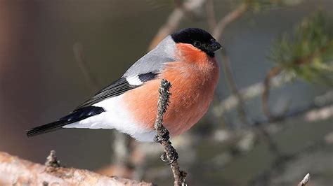 Image de Oiseau: Oiseau De France Photo