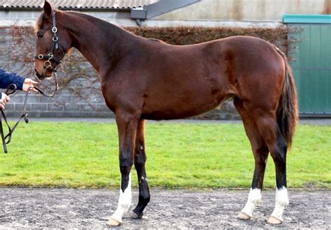 Pillar Coral – Kilbarry Lodge Stud