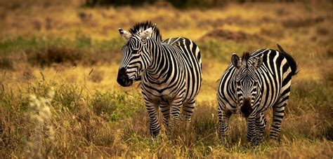 difference between mountain zebra and plains zebra | Africa Safari Guide