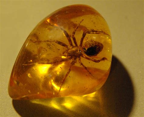 File:Spider in amber (1).jpg - Wikimedia Commons