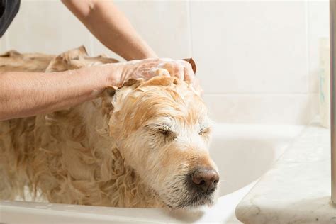 Hair Follicle Tumors in Dogs - Symptoms, Causes, Diagnosis, Treatment ...