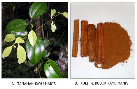 Kandungan dan Manfaat Kayu Manis | Blog Semua Informasi