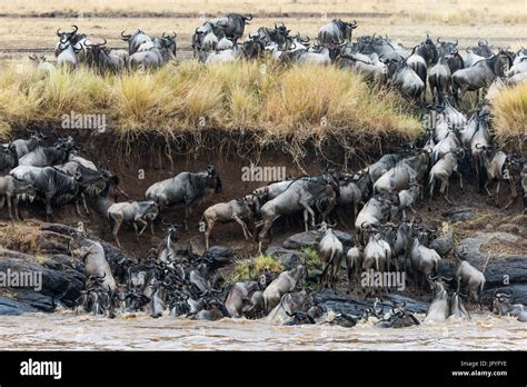 White-bearded wildebeest crossing the Mara River - Kenya Stock Photo - Alamy