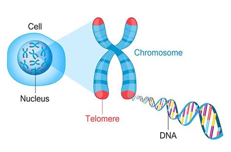 Telomere Length Test | w9wellness