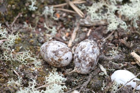 Nightjar eggs, Philliols Heath © Ian Andrews cc-by-sa/2.0 :: Geograph Britain and Ireland