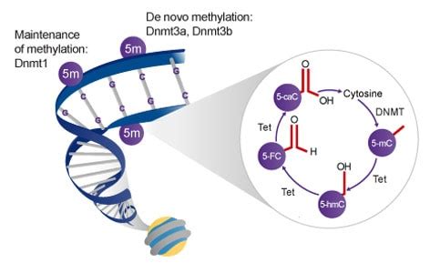 DNA methylation guide | Abcam