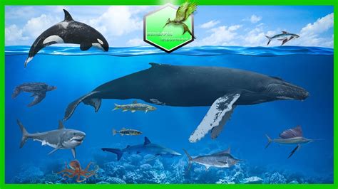 Fastest Animals in Water - YouTube