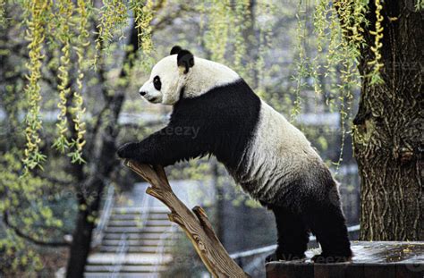 giant panda eating bamboo background 12675635 Stock Photo at Vecteezy