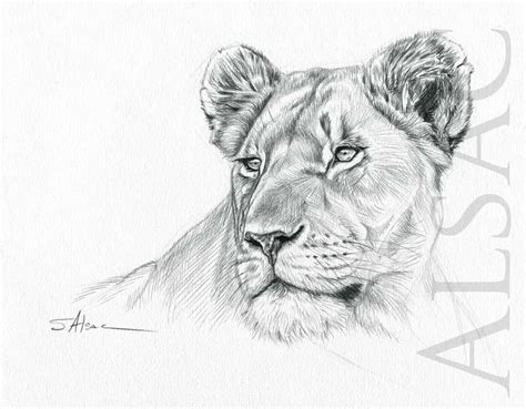 Easy Lioness Drawing