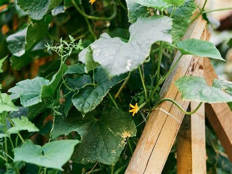 Why Are My Cucumber Leaves Curling? And What to do About It - Real Self-Sufficiency