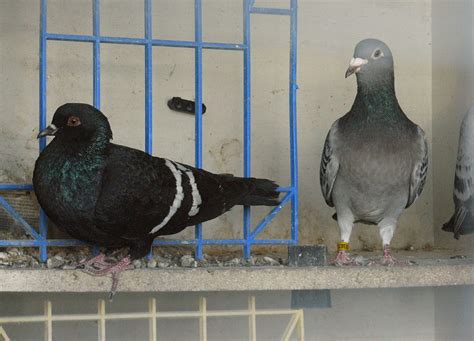 black white bar field pigeon and blue chequer homer | Flickr