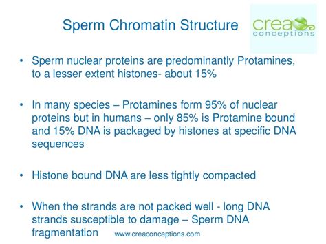 Sperm DNA Fragmentation