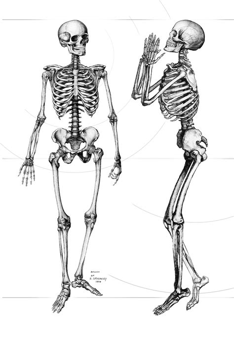 Skeleton | Skeleton drawings, Skeleton art, Anatomy art